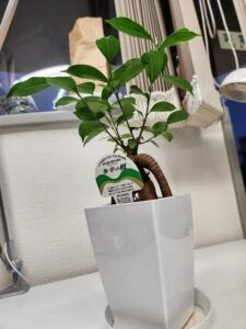 記事内画像