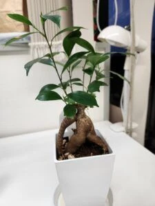 記事内画像